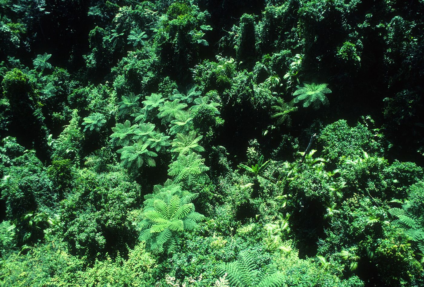 dense green rainforest canopy seen from above